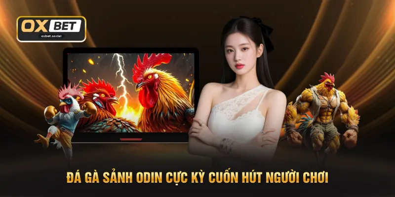 Đá gà sảnh ODIN cực kỳ cuốn hút người chơi