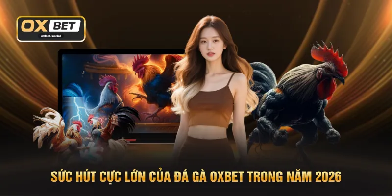Sức hút cực lớn của đá gà OXBET trong năm 2026