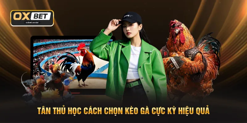Tân thủ học cách chọn kèo gà cực kỳ hiệu quả