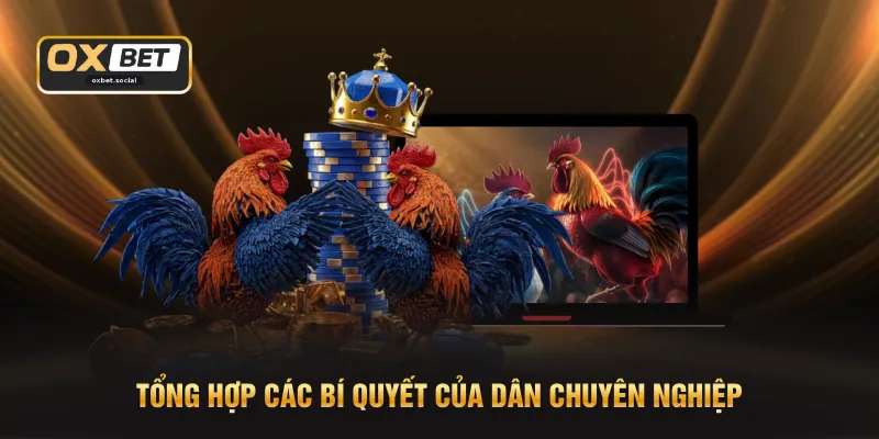 Tổng hợp các bí quyết của dân chuyên nghiệp
